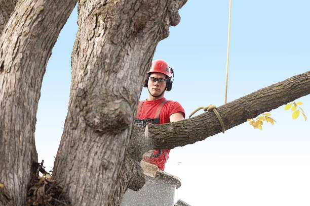 Heartland, TX Tree Services Company